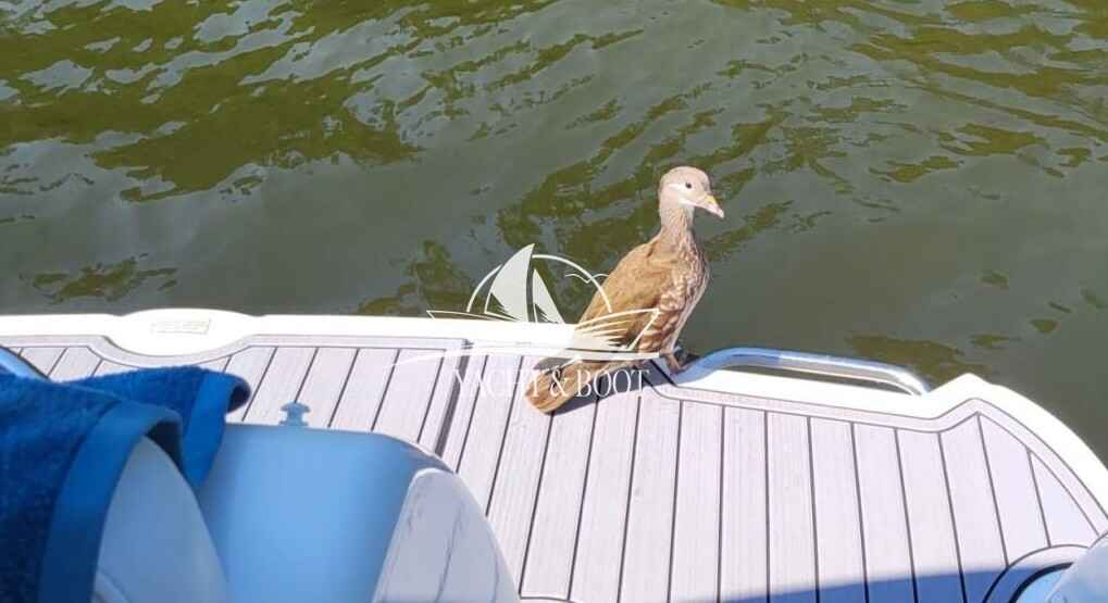 Motorboot Sea Ray Sundancer 275